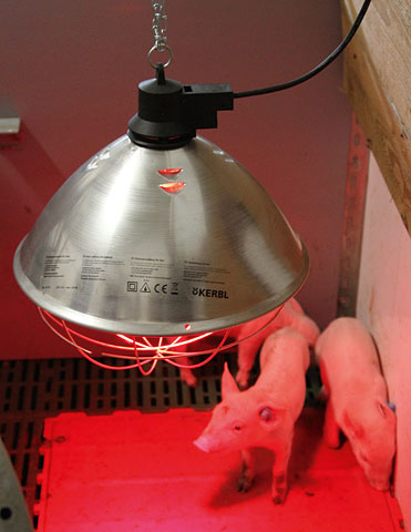 Vyhřívací infralampa 250W 5m Kerbl (K1636300210)
